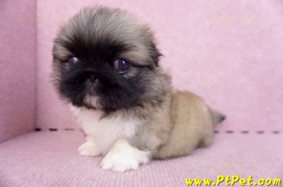 10/31松色北京狗公幼犬(新北新莊)8