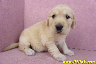 11/14黃金獵犬母幼犬4號(桃園八德)2