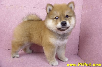 03/09赤色長毛柴犬公幼犬(高雄三民)7