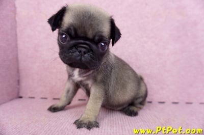 09/08巴哥母幼犬2號(桃園楊梅)12