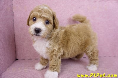 09/12泰迪比熊母幼犬1號(嘉義市)8