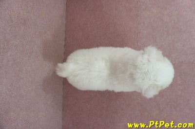 03/11比熊犬母幼犬(嘉義)14