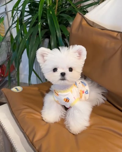 馬爾博美介紹5