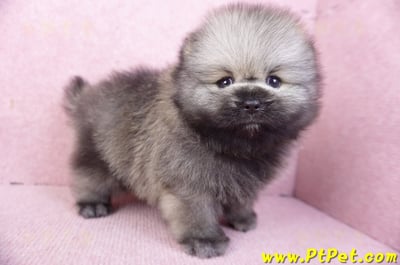 02/10棕色松鼠博美公幼犬(高雄楠梓)5