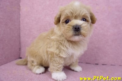 08/06奶油色馬爾泰迪母幼犬1號(桃園新屋)6