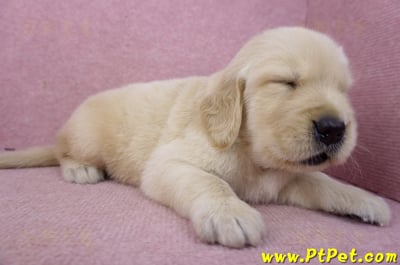 03/12黃金獵犬公幼犬2號3