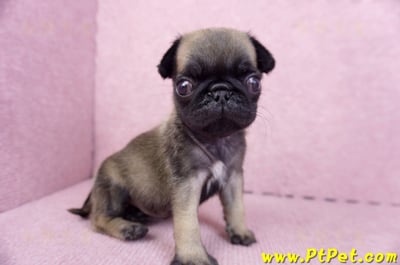 09/08巴哥母幼犬3號(新北五股)5