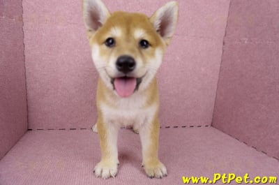 06/04赤色柴犬母幼犬(高雄路竹)2