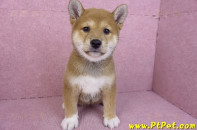 11/08赤色柴犬母幼犬1號(花蓮吉安)2