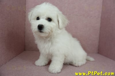 12/01比熊犬母幼犬(基隆中山)8