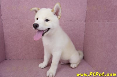 07/22白色柴犬公幼犬(新竹新埔)10
