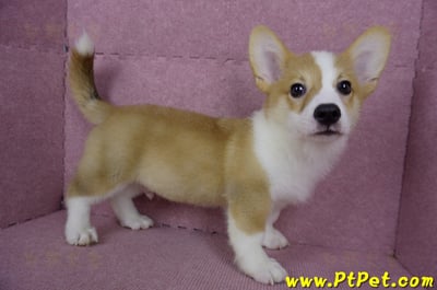 04/13雙色柯基犬公幼犬(台北士林)5