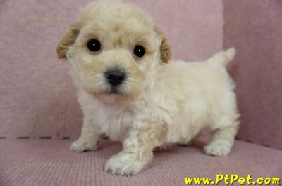 03/12泰迪比熊公幼犬2號(新竹香山)8