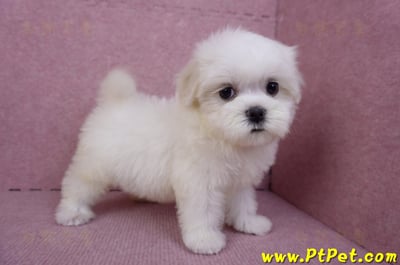 09/21馬爾濟斯母幼犬2號(南投名間)5