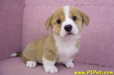 12/15雙色柯基犬母幼犬(桃園大園)3