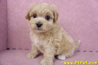 10/18馬爾泰迪公幼犬2號(高雄三民)10