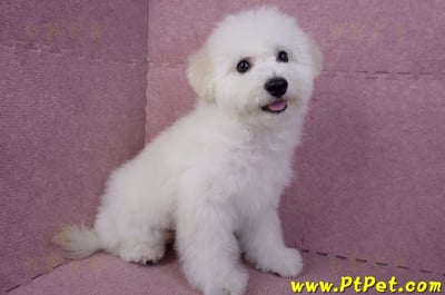 07/22比熊犬公幼犬(屏東市)5