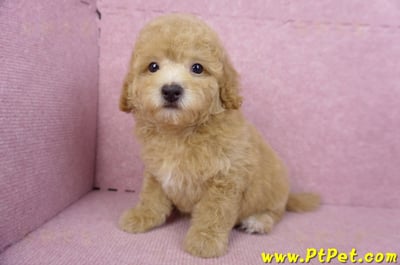 08/10泰迪比熊母幼犬(新北新店)10