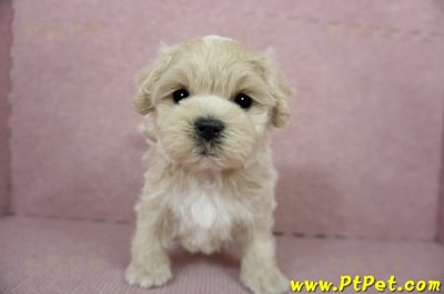 01/15奶油色馬爾泰迪 I 公幼犬(高雄大寮)3