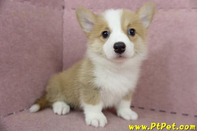 05/09雙色柯基犬母幼犬2號(高雄前鎮)6