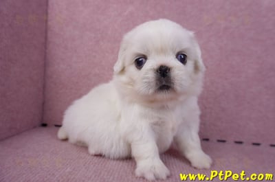 10/31北京狗母幼犬1號(台北北投)3