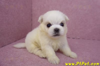 03/20馬爾濟斯公幼犬2號3