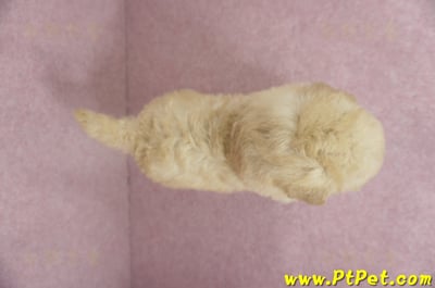 11/26迷你型奶油貴賓母幼犬(台東市)10