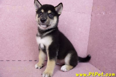 07/05黑色柴犬公幼犬(新北新莊)10