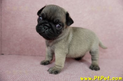 04/02巴哥公幼犬2號(台中外埔)7