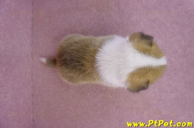 03/14雙色柯基犬母幼犬1號9