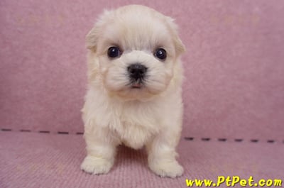 06/26迷你型馬爾濟斯 I 公幼犬1號(桃園八德)2