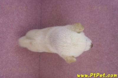 07/22白色柴犬母幼犬(台北市林)7