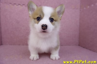 08/03雙色柯基犬公幼犬2號(屏東萬丹)2