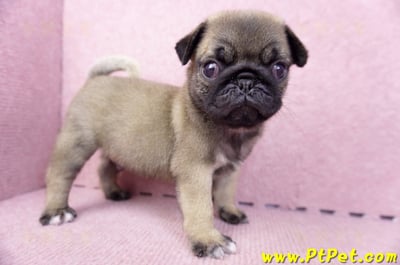 07/09巴哥公幼犬3號(新竹東區)5