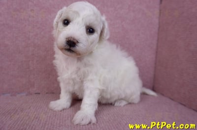 02/14比熊犬母幼犬5