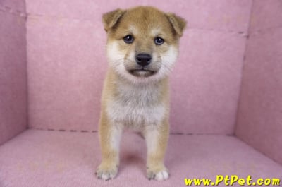 12/10赤色柴犬母幼犬(桃園龍潭)2