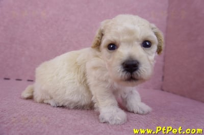 04/01泰迪比熊母幼犬3號3