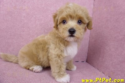 06/15奶油色馬爾泰迪公幼犬(新北蘆洲)5