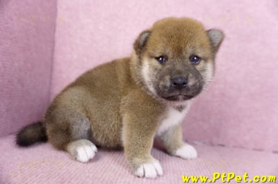 02/05赤色柴犬母幼犬1號(新北永和)3