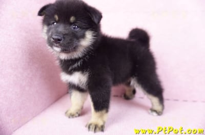 10/15黑色長毛柴犬公幼犬(基隆安樂)12