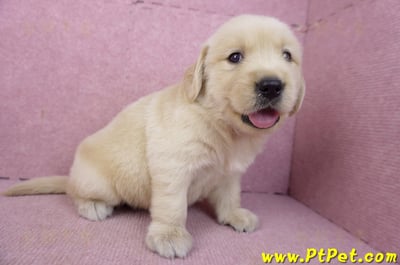 03/12黃金獵犬公幼犬3號(新北三重)4