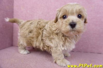 02/20馬爾泰迪公幼犬(嘉義市)5