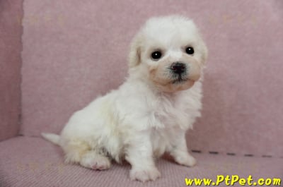 01/12比熊犬公幼犬(屏東市)6