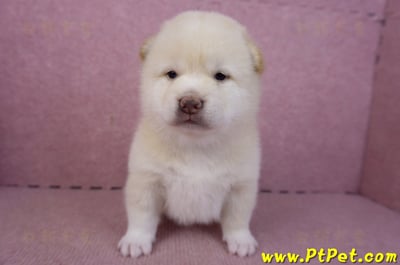 02/06白色柴犬公幼犬3