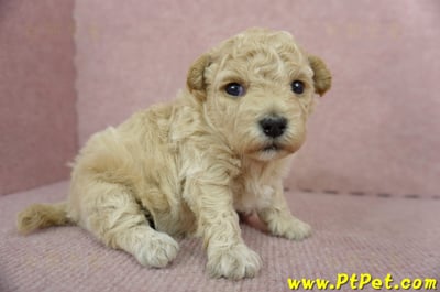 03/12泰迪比熊母幼犬3號(台南新化)4