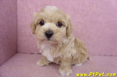 02/20馬爾泰迪母幼犬2號(高雄前鎮)8