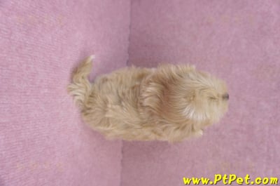 10/18馬爾泰迪母幼犬(高雄鼓山)11