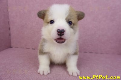 04/16雙色柯基犬公幼犬1