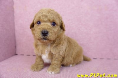 09/12泰迪比熊公幼犬(新北林口)6