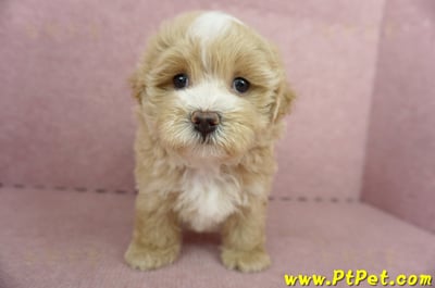 05/05奶油色馬爾泰迪公幼犬(高雄楠梓)2